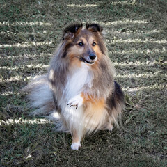 Shetland sheepdog pointing.  This way please. Swipe right or left