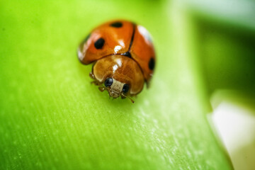 ladybug on green leaf
