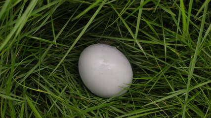 I found an easter egg in the bush