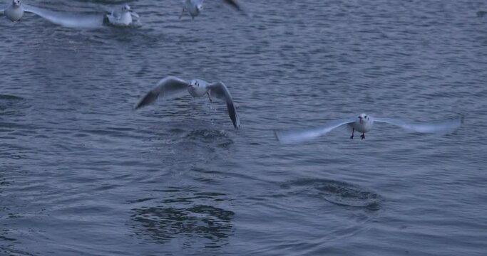 Black headed gulls hover and dive for scraps of bread in river water slow motion