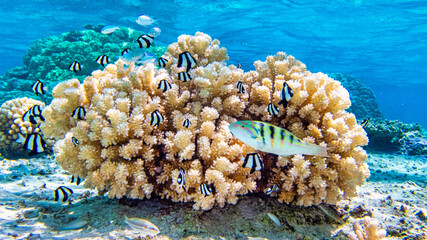 Peaceful coral view with clown fish and a deep blue ocean in Bora Bora.