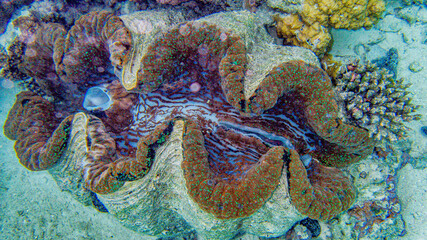 Giant clam with vibrant colors in  Aitutaki  Cook Islands