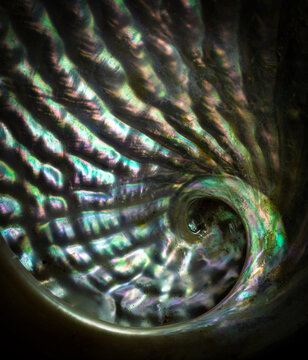 Macro view of inside of shell of abalone, showing the iridescence of the mother of pearl.