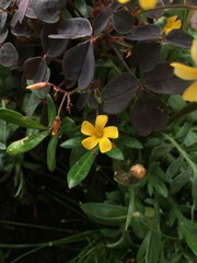 yellow flower in the garden