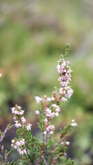 The natural background of the flower Heather. Small pink, purple flowers. Soft focus.
