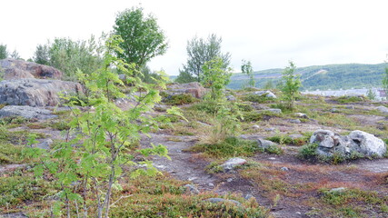 Northern tundra forest view from the hills in Kola peninsula