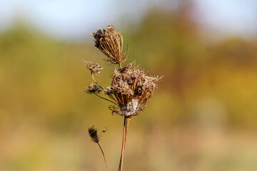 Tumbleweed 2