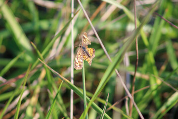 Butterfly in the meadow