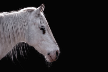 Profile image of a white horse on a black background.