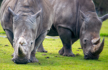 Fototapeta premium Closeup image of two white rhinos feeding on grass.