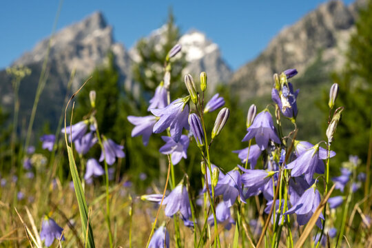 Alpine Shooting Stars In Summer Field Below Tetons Mountains