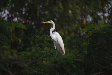 great white heron
