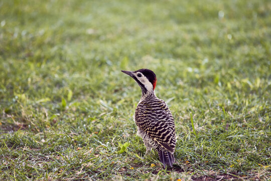 P&aacute;jaro carpintero de espaldas parado sobre c&eacute;sped