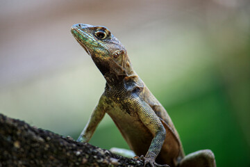 Lizard