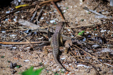 Lizard