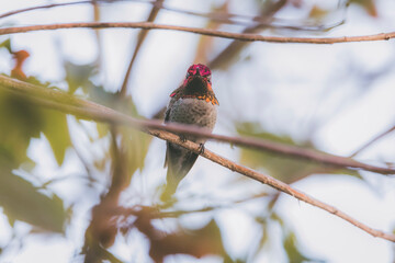 Anna's Hummingbird