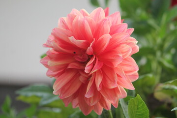 Flor
