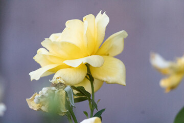 Isolated yellow garden rose macro