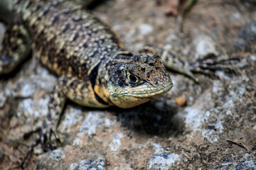 Lizard