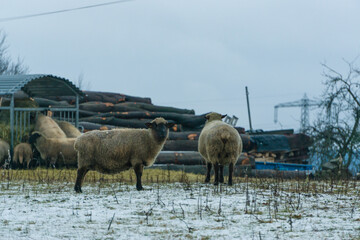 Winterschafe