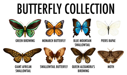 Butterfly collection on white background