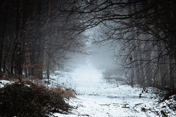 Winterwald