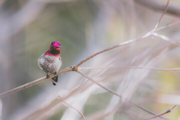 Anna's Hummingbird