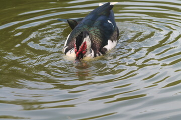 Pato
