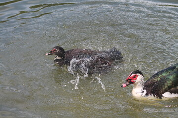 Pato