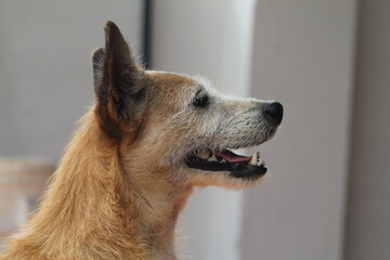 Perro