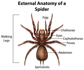 External Anatomy of a Spider on white background