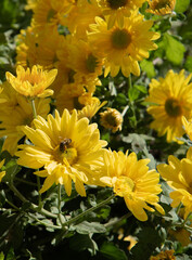 A bee on a field of yellow chrysanthemum flowers