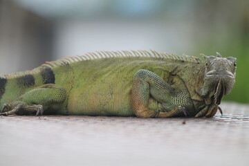 Iguana