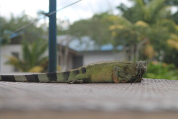 Iguana