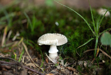 mushroom in the grass