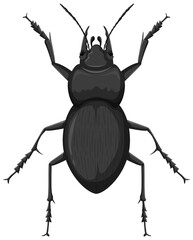 Carabidae isolated on white background