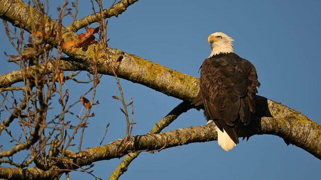 Bald Eagle (Haliaeetus leucocephalus) sitting on a tree and having some rest before the next hunting for salmon in Fraser Valley, British Columbia, Canada
