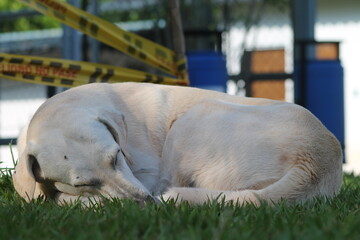 Perro