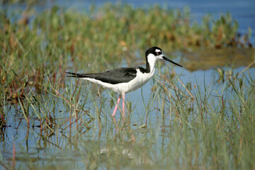 Black-necked stilt bird with long pink legs wading in a swamp.