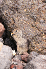 The gopher eats food in the wild among the stones. Close-up.