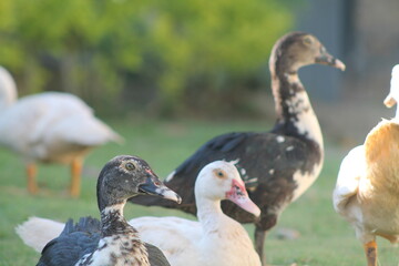Pato