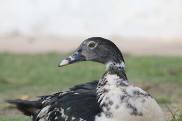 Pato