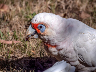 Corella With Insect