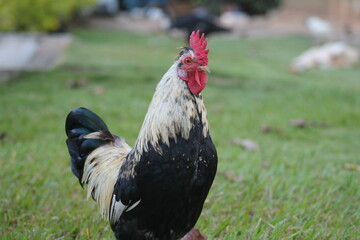 Gallina