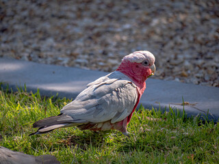 Fat Galah Feeds