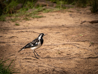 Magpie Lark Struts