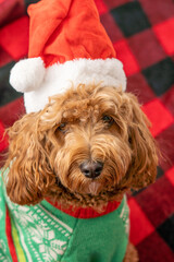 Cavapoo dog with Christmas clothes, dog Christmas concept, mixed -breed of Cavalier King Charles Spaniel and Poodle.