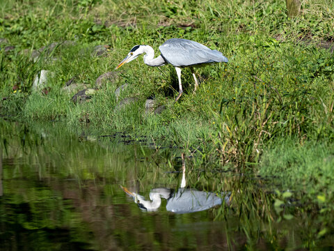 A grey hern walking on the shore of a lake with its reflection on the water in Sagamihara, Japan