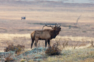 Rocky mountain bull elk bugling