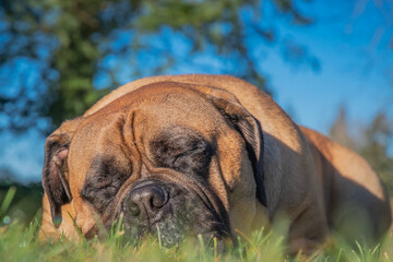 2020-12-28 A BULL MASTIFF SLEEPING IN GRASS WITH A BLURRY FOREGROUND AND BACKGROUND